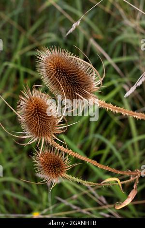 Webercardoon (Dipsacus sativus (L.) Cardoondistel, Bayern, Deutschland Stockfoto