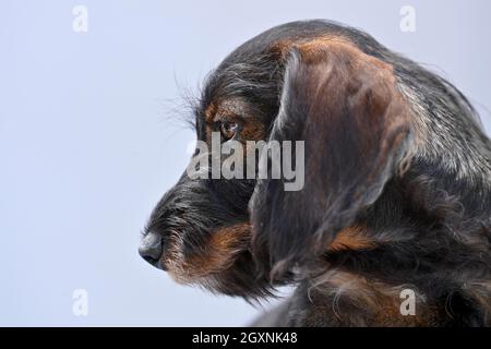 Drahtdachshund (Canis lupus familiaris) Welpe, männlich, 4 Monate, Tierportrait, Baden-Württemberg, Deutschland Stockfoto