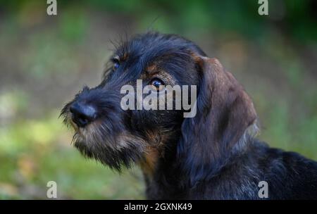 Drahtdachshund (Canis lupus familiaris) Welpe, männlich, 4 Monate, Tierportrait, Baden-Württemberg, Deutschland Stockfoto