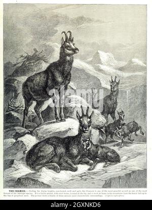 Brehms Leben der Tiere : Band 1, Mammalia Chicago :Marquis,1895. http://biodiversitylibrary.org/item/37942 Stockfoto