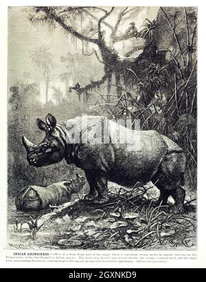 Brehms Leben der Tiere : Band 1, Mammalia Chicago :Marquis,1895. http://biodiversitylibrary.org/item/37942 Stockfoto