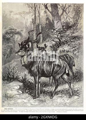 Brehms Leben der Tiere : Band 1, Mammalia Chicago :Marquis,1895. http://biodiversitylibrary.org/item/37942 Stockfoto