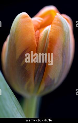 Schöne orange Tulpe.Orange Tulpen isoliert auf schwarzem Hintergrund Stockfoto