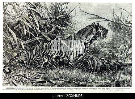 Brehms Leben der Tiere : Band 1, Mammalia Chicago :Marquis,1895. http://biodiversitylibrary.org/item/37942 Stockfoto