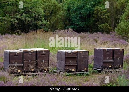 Heide, Schillohsberg, Bienenboxen in der blühenden Gemeine Heide (Calluna Vulgaris), Naturpark Südheide, Lüneburger Heide, Niedersachsen Stockfoto