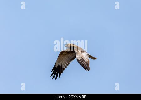 Marschkarrier, Circus aeruginosus, Greifvögel, die am blauen Himmel landen. Tschechische Republik, Europa Tierwelt Stockfoto