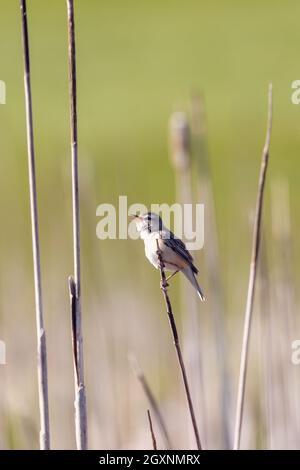 Kleiner Singvogel Seedsänger (Acrocephalus schoenobaenus) auf dem Schilf sitzend. Kleiner singvogel im natürlichen Lebensraum. Frühlingszeit. Tschechische Republik, Stockfoto