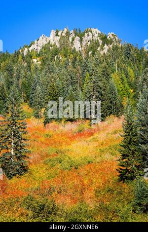 Herbstfarben auf einem Lawinenhang in den Cascade Mountains im Bundesstaat Washington Stockfoto