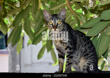 Nahaufnahme einer gestreiften Katze auf dunklem Hintergrund, Porträt einer gestreiften Katze, die etwas sieht, Nahaufnahme einer thailändischen Katze Stockfoto
