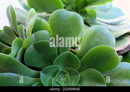 Nahaufnahme einer Aeonium Urbicum Saucer Plant; eine immergrüne, mehrjährige Sukulente aus der Familie der Crassulaceae. Stockfoto