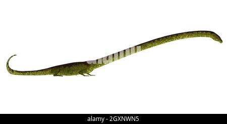 Tanystropheus war ein fleischfressendes, semi-aquatisches Reptil, das während der Trias in Europa und im Nahen Osten lebte. Stockfoto