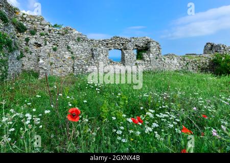 Burg Rozafa, Wälle und Mohnblumen, Shkodra, Albanien Stockfoto