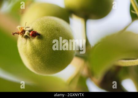 Zweifleckiger Marienkäfer (Adalia bipunctata) auf Apfelbaum Stockfoto