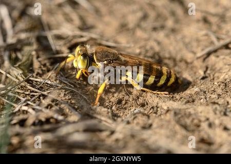 Gyroskopische Wespe (Bembix rostrata) beim Graben einer Brutzelle, Wallis, Schweiz Stockfoto