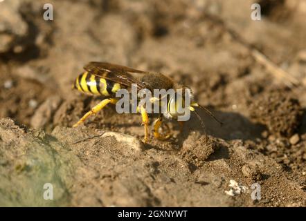 Gyroskopische Wespe (Bembix rostrata) beim Graben einer Brutzelle, Wallis, Schweiz Stockfoto