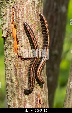 Gestreifte (Ommatoiulus sabulosus) Tausendfüßler Stockfoto