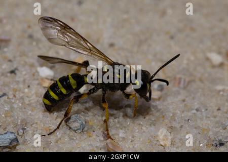 Sandschwanzwespe (Cerceris arenaria) Stockfoto