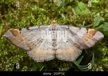 Winkel mit Sperren (Macaria liturata) Stockfoto