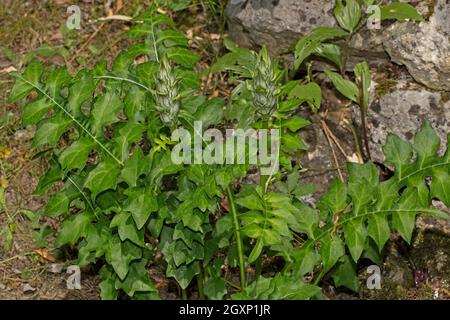 Langblättrige (Acanthus hungaricus) Bärenhose Stockfoto