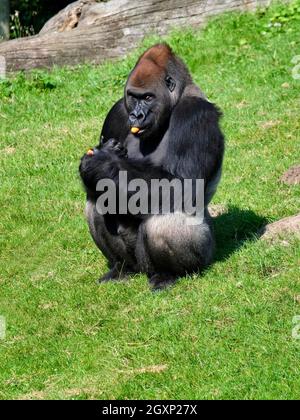 Westlicher Tieflandgorilla (Gorilla Gorilla Gorilla), erwachsen, männlich, frisst Karotten, gefangen, Deutschland Stockfoto