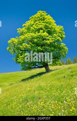 Freithender-Platanen-Ahorn inmitten einer Bergfrühlingswiese, bei Ennetbühl in Toggenburg, Kanton St. Gallen, Schweiz Stockfoto