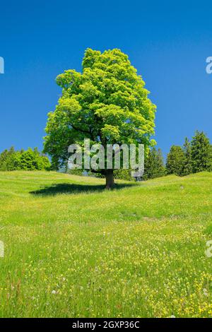 Freithender-Platanen-Ahorn inmitten einer Bergfrühlingswiese, bei Ennetbühl in Toggenburg, Kanton St. Gallen, Schweiz Stockfoto