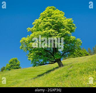 Freithender-Platanen-Ahorn inmitten einer Bergfrühlingswiese, bei Ennetbühl in Toggenburg, Kanton St. Gallen, Schweiz Stockfoto