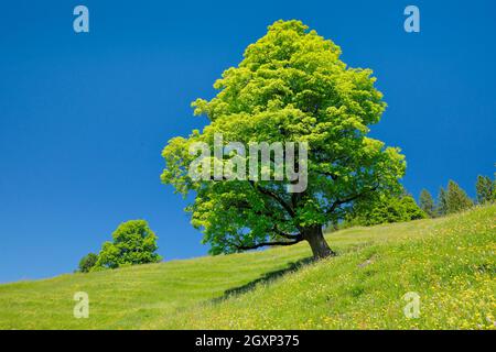 Freithender-Platanen-Ahorn inmitten einer Bergfrühlingswiese, bei Ennetbühl in Toggenburg, Kanton St. Gallen, Schweiz Stockfoto