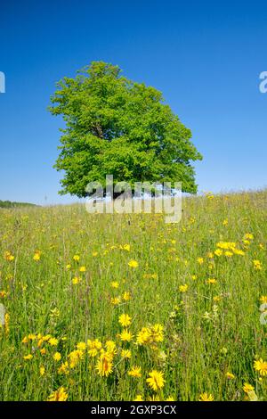 Linner Linde, große alte Linde in einem Blumenfeld unter blauem Himmel, in der Nähe von Linn im Kanton Aargau, Schweiz Stockfoto