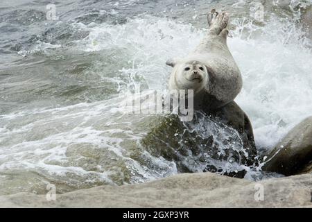 Hafenrobbe (Phoca vitulina), Forillon-Nationalpark, Quebec, Kanada Stockfoto