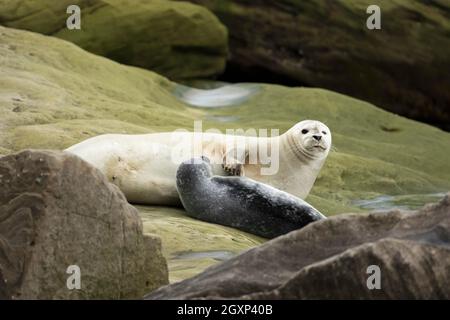 Seehund (Phoca vitulina), Mutter und Welpe, Forillon-Nationalpark, Quebec, Kanada Stockfoto