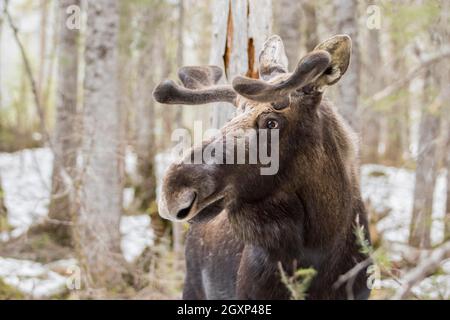 Elchbulle im Frühjahr im Wald, Elchbulle mit wachsendem Geweih, Gaspesie-Nationalpark, Quebec, Kanada Stockfoto