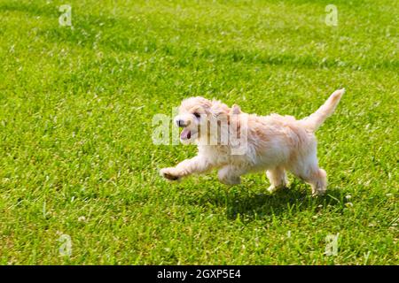Golden Retriever läuft durch Gras Stockfoto