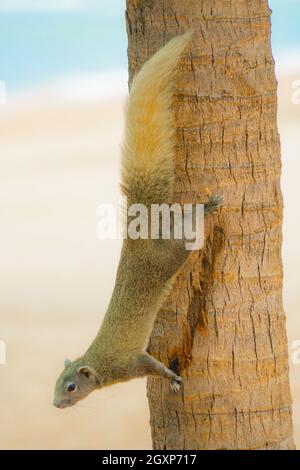 Pattaya Beach niedlichen Eichhörnchen (Thailand). Drehort: Königreich Thailand Stockfoto