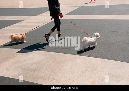 Eine Frau, die mit ihren Hunden in New York City läuft. Stockfoto