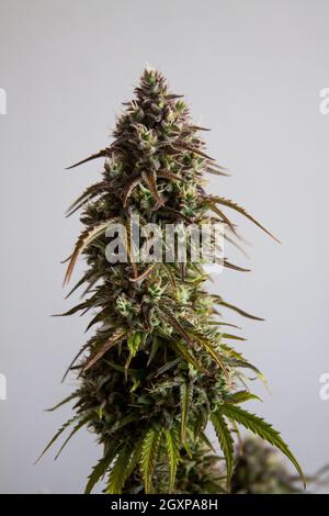 Marihuana weibliche Blume Pflanze Stockfoto