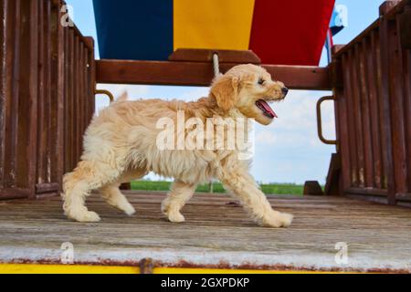 Golden Retriever Welpe auf Spielplatz Stockfoto