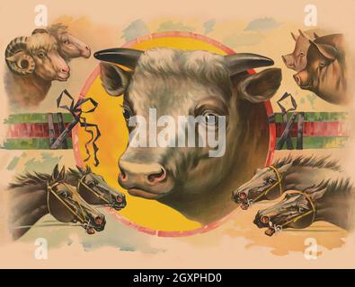 Bilder von Nutztieren Stockfoto