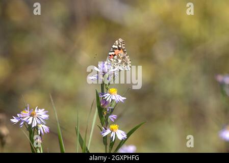 Australian Painted Lady Butterfly Landung auf lila Daisy in Colorado Stockfoto
