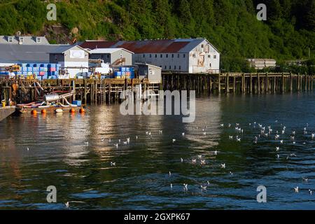 Die Blauflügelmöwen, Larus glaucescens, schwimmen in der Nähe der Pfeiler im Hafen von Cordova, Alaska, USA Stockfoto