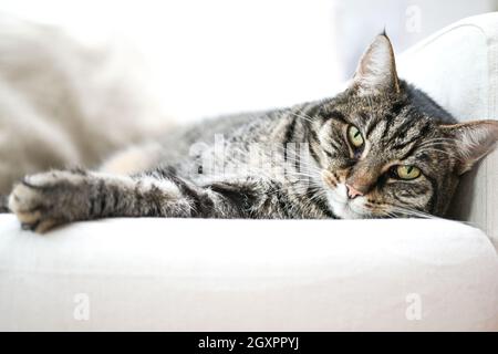 Tabby Katze liegt entspannt auf einem weißen Sessel und schaut in die Kamera, Kopierraum, ausgewählter Fokus enge Schärfentiefe Stockfoto