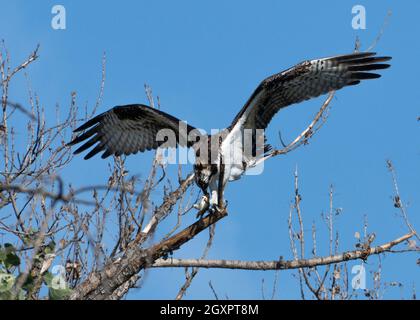 Ein Fischadler (Pandion haliaetus), der im Sepulveda Basin Wildlife Reserve in Woodley, Kalifornien, USA, einen Fisch isst Stockfoto