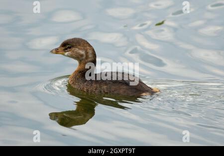 Ein nicht-züchteter/unreifer Rotschnabeltaucher (Podilymbus podiceps) schwimmt in Haskell Creek im Sepulveda Basin Wildlife Reserve in Woodley, Kalifornien, USA Stockfoto