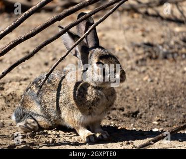 Ein Wüstenkaninchen (sylvilagus audubonii) ist im trockenen Bodenschutz des Sepulveda Basin Wildlife Reserve, Woodley, Kalifornien, USA, getarnt Stockfoto