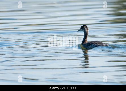 Eine nicht-brütende Schwarzhalstaube schwimmt in Haskell Creek im Sepulveda Basin Wildlife Reserve in Woodley, Kalifornien, USA Stockfoto