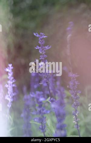 Magische Hummel, die zur Bestäubung auf Lavendelblüten landet Stockfoto