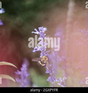 Magische Hummel, die zur Bestäubung auf Lavendelblüten landet Stockfoto