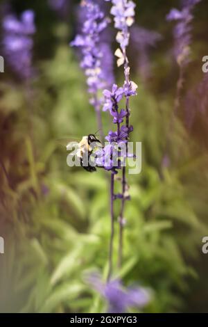 Magische Hummel, die zur Bestäubung auf Lavendelblüten landet Stockfoto