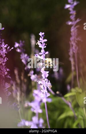 Magische Hummel, die zur Bestäubung auf Lavendelblüten landet Stockfoto