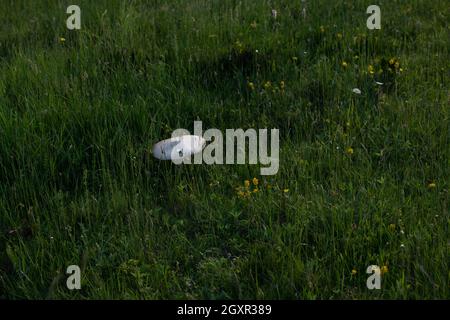 Macrolepiota procera Pilz auf sonnige Wiese im langen Gras Stockfoto